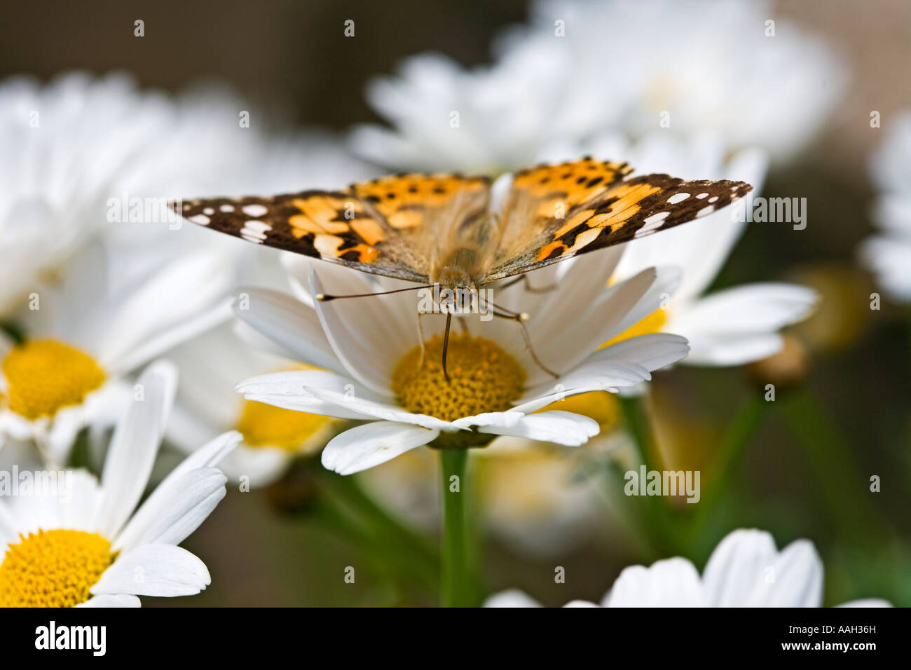 Vanessa cardui, la belle dame papillon sur une marguerite fleur dans un jardin anglais Banque D'Images