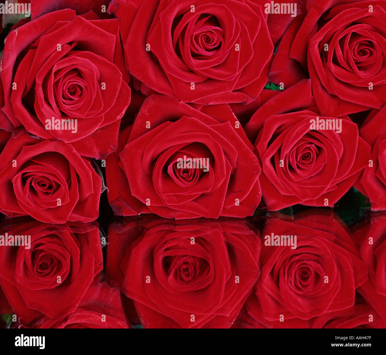 Étude de rose Banque D'Images