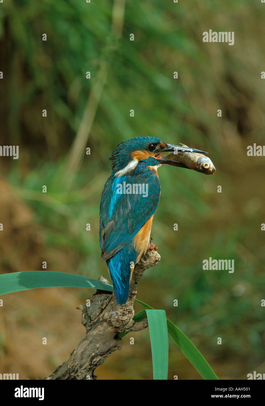 Atthis Kingfisher Alcada avec des poissons pour les jeunes Banque D'Images