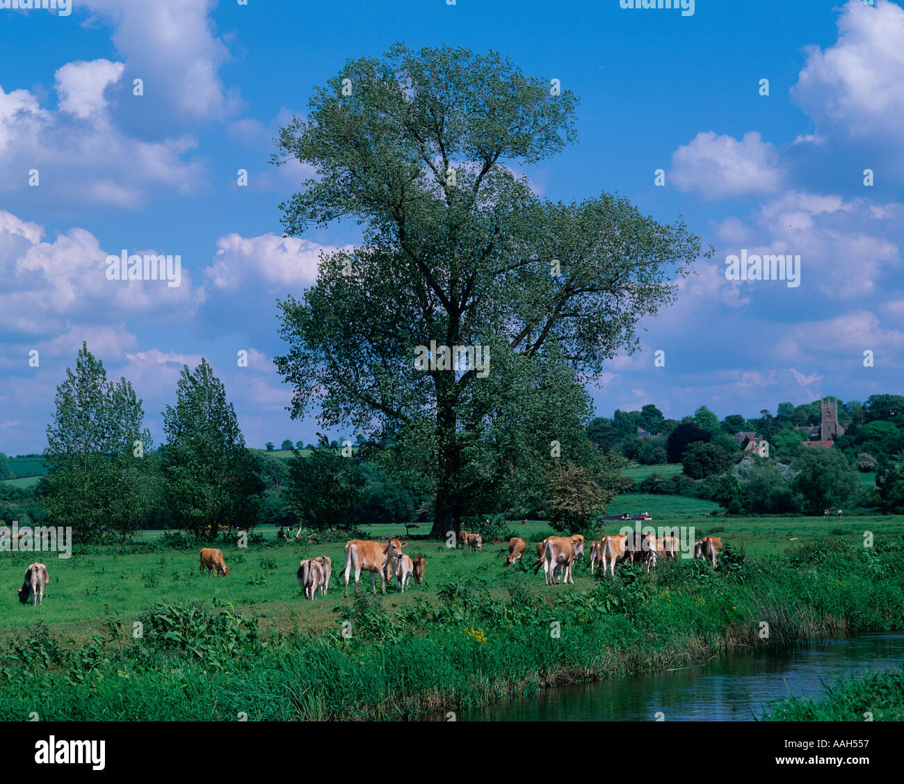River Cherwell et bovins Oxfordshire UK Summer Banque D'Images