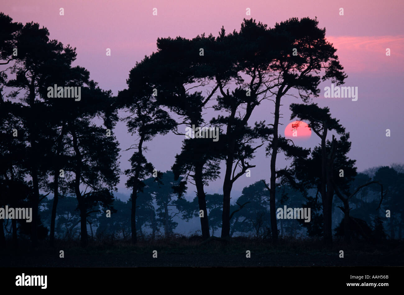 Le pin sylvestre Pinus sylvestris au coucher du soleil, la forêt de Thetford Norfolk Breckland UK Winter Banque D'Images