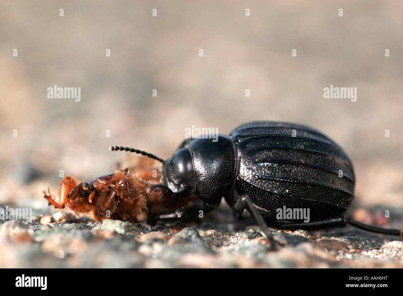 Zabre Insecte Black ground beetle from carabidae Banque de photographies et d’images ...