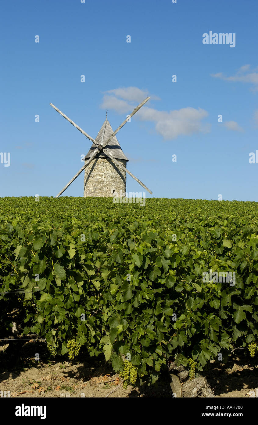 Moulin dans un vignoble dans le Médoc, Bordeaux, France Banque D'Images