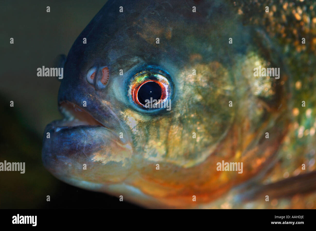 Le Piranha à ventre rouge Banque D'Images