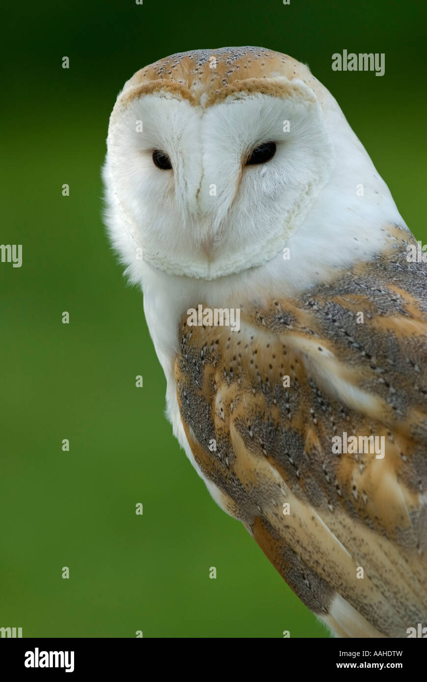 Effraie des clochers (Tyto alba) Banque D'Images