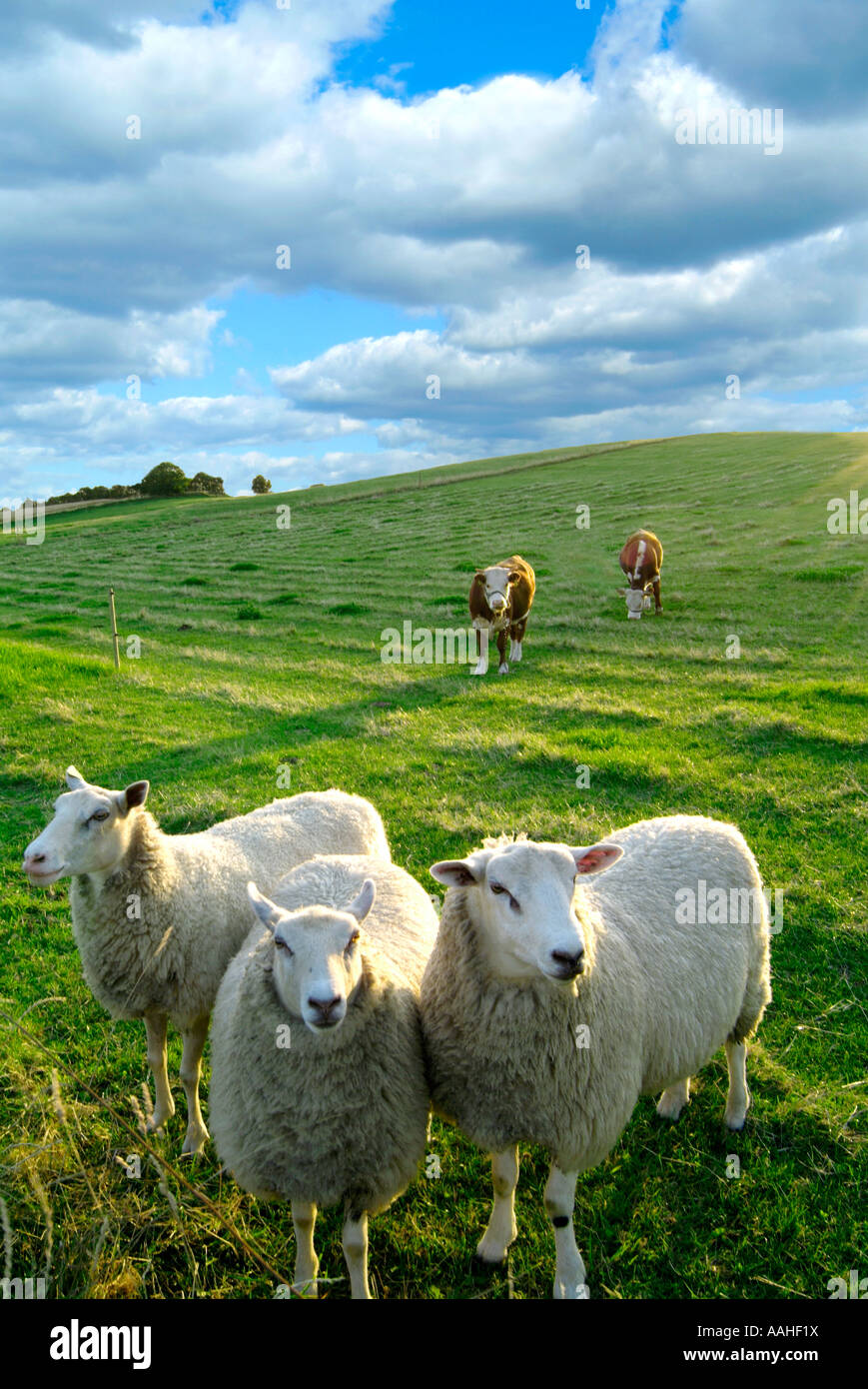 Moutons et vaches. Besser. L'île de Samso. Danemark Banque D'Images