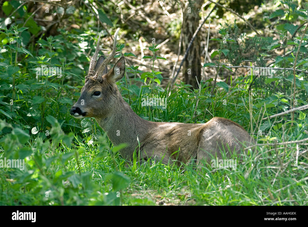 Buck Chevreuil (Capreolus capreolus) Angleterre Banque D'Images