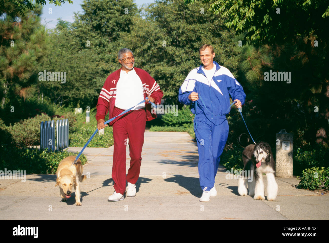 Les hommes exerçant en marche jogging avec les chiens Golden Retriever lévrier Afgan de protection divers ethnique African American Banque D'Images