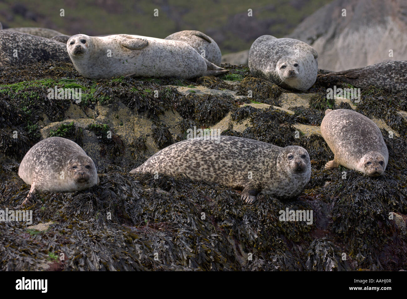 Les phoques communs (Phoca vitulina sur îlot rocheux à l'île de Skye Ecosse Juin 2007 Banque D'Images