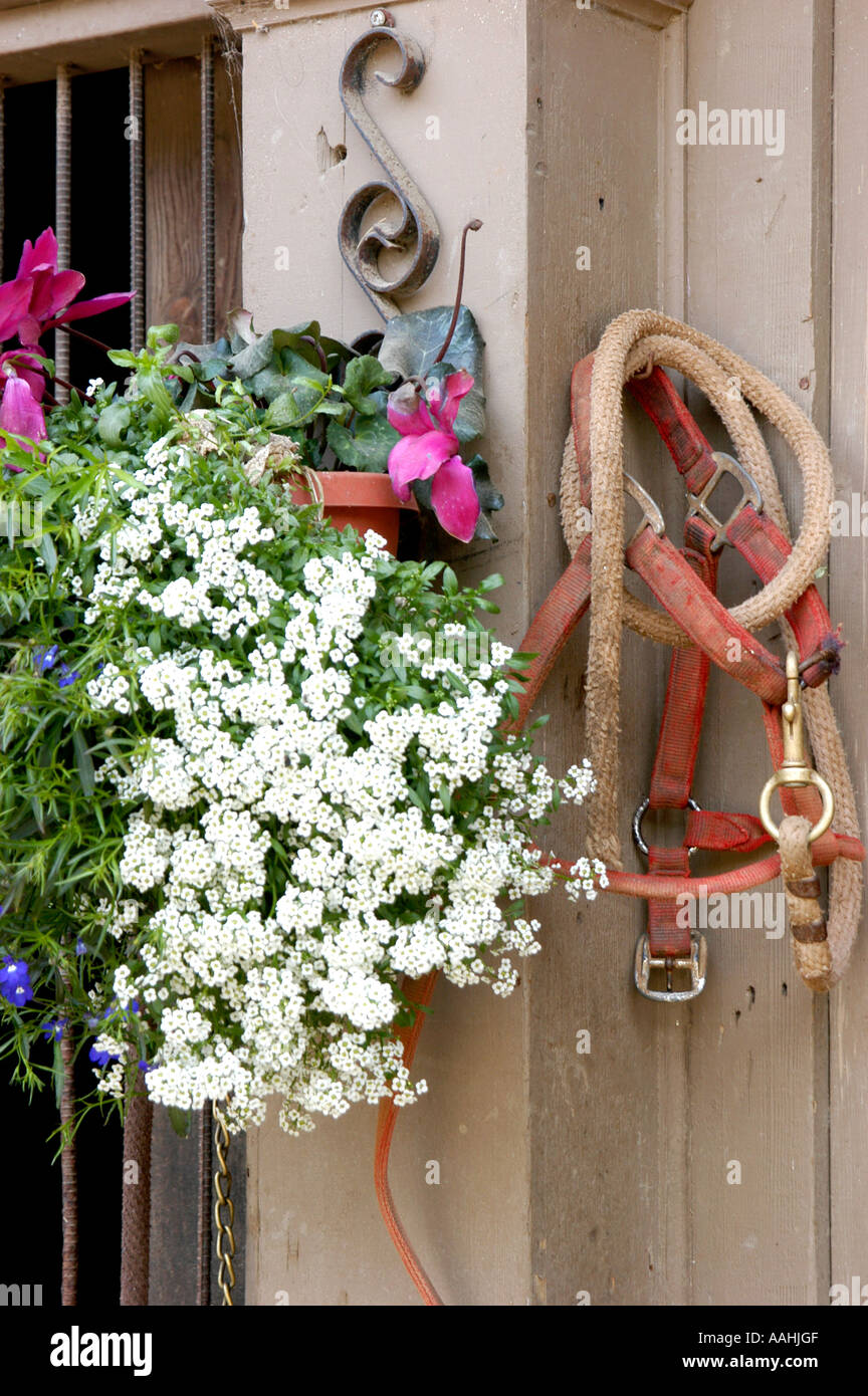 Cheval en cuir bride et rênes de tactique de l'équipement et des fleurs dans un pot suspendu à l'extérieur sur une porte de grange en bois Banque D'Images