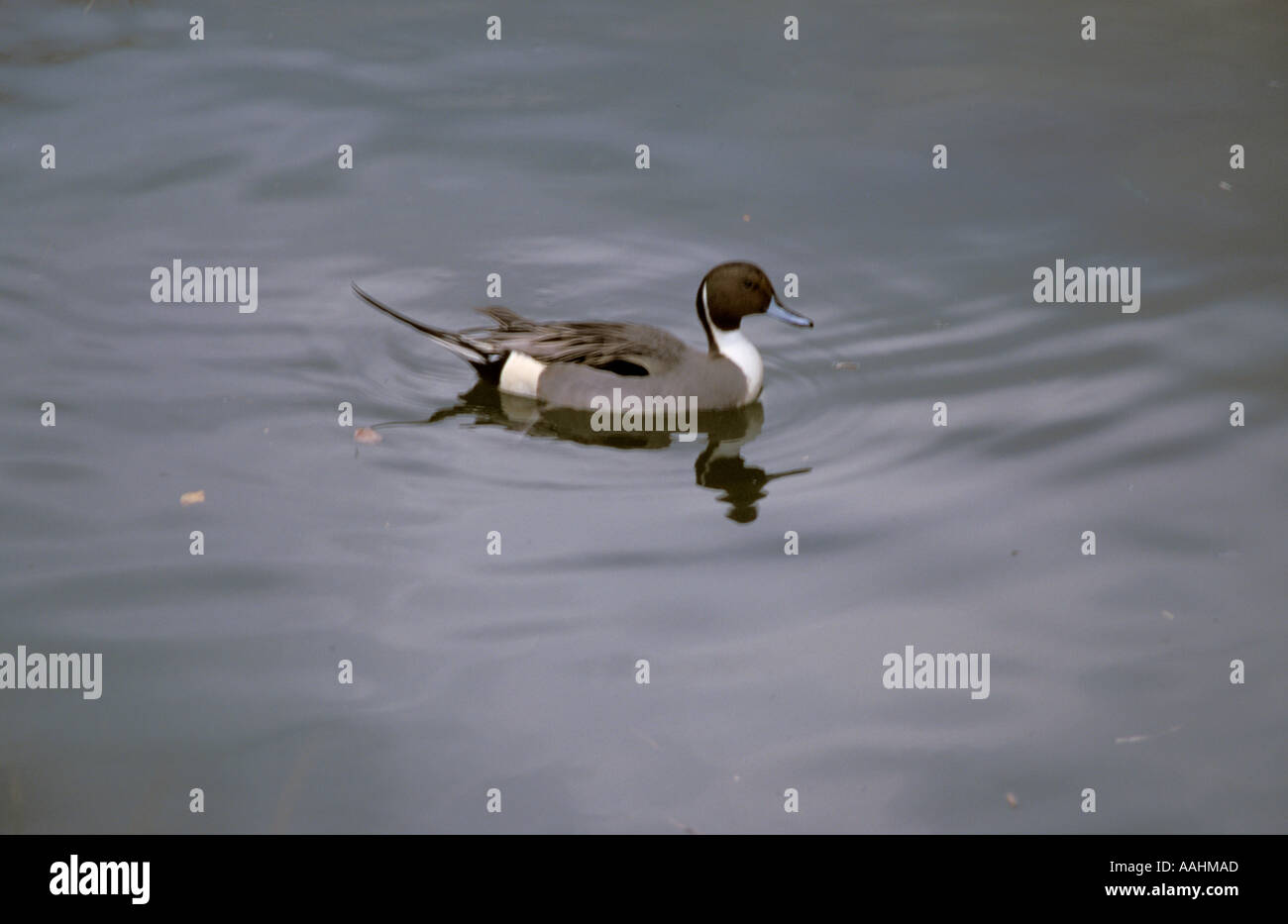 Japon Tokyo Kiyosumi Garden Duck Banque D'Images