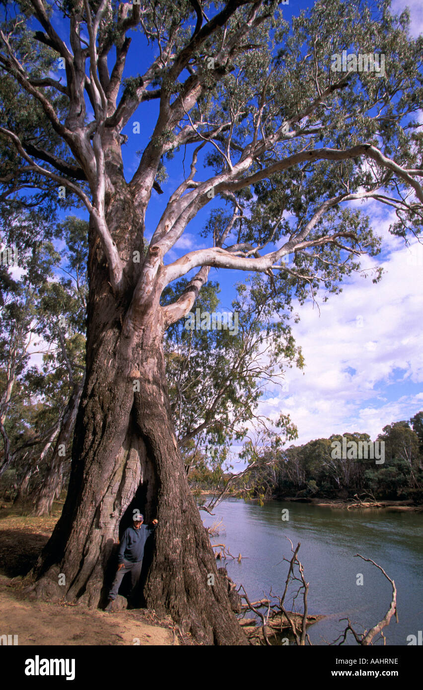 L'homme et de la rivière Red gum géant Murray River State Park Barmah Australie Victoria Eucalyptus camaldulensis verticale Banque D'Images