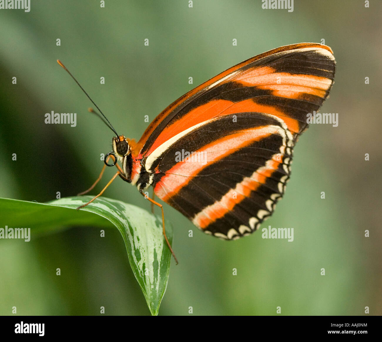 Tigre Orange Papillon, dryadula phaetusa Banque D'Images