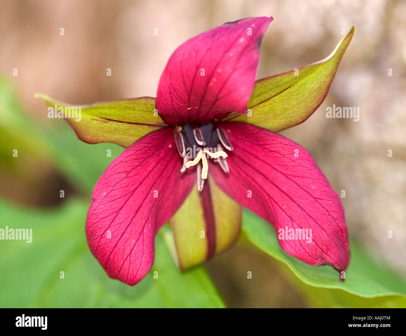 Trillium violet Banque D'Images