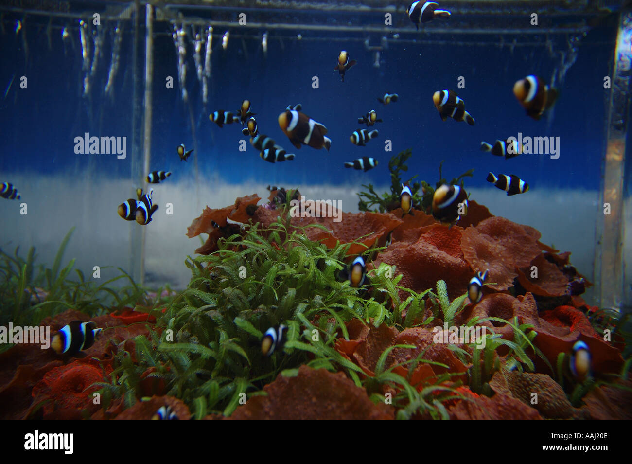 Le noir et blanc des poissons clown Amphiprion ocellaris dsc 0664 dans le réservoir Banque D'Images