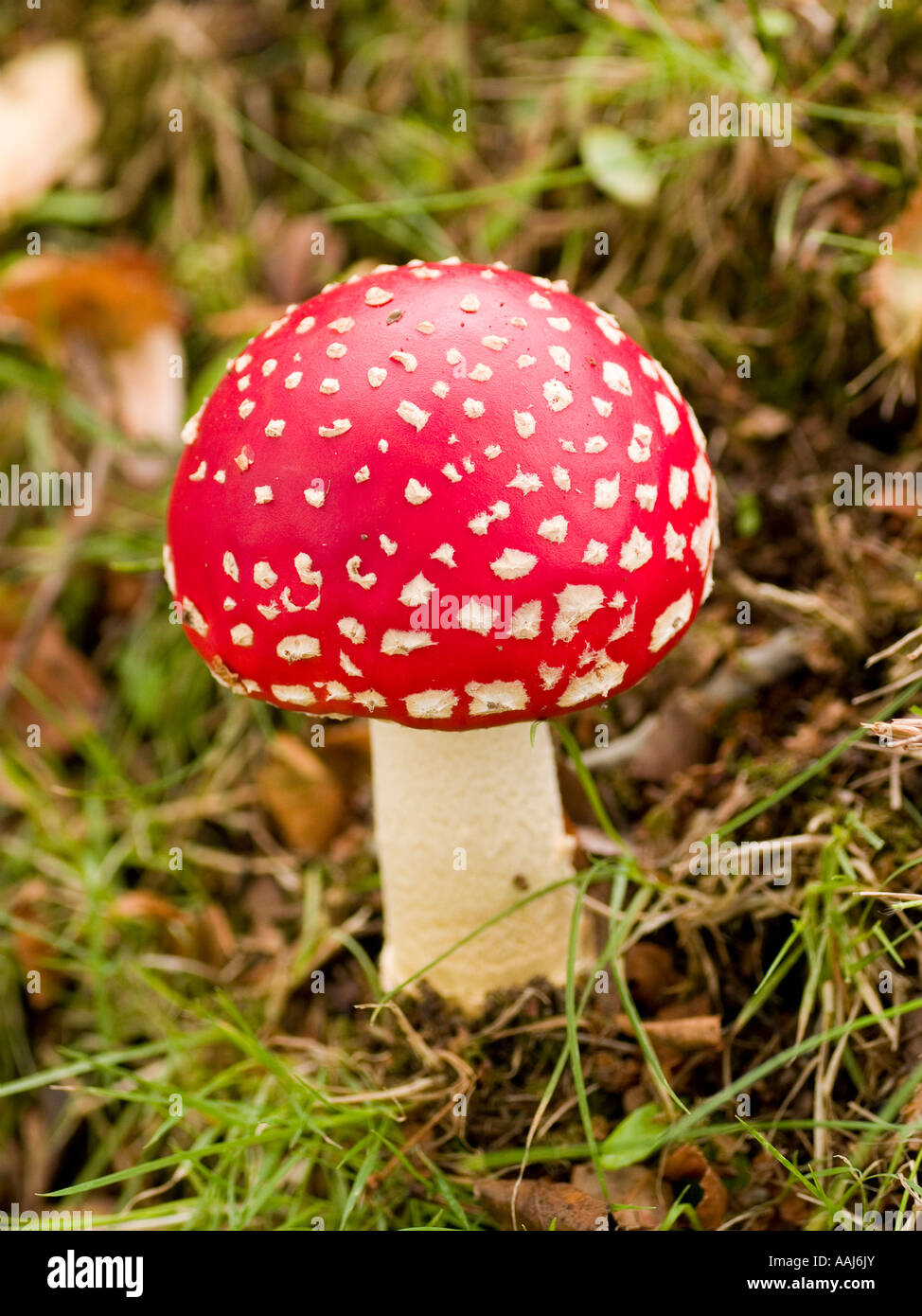 Amanita muscaria champignon agaric fly toadstool Banque D'Images