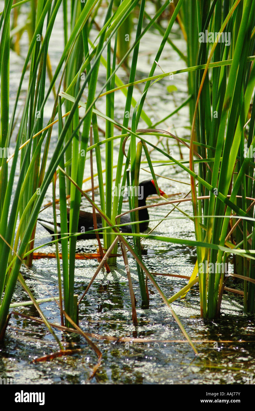 Parmi les oiseaux de marais à quenouilles près de Charleston en Caroline du Sud Banque D'Images