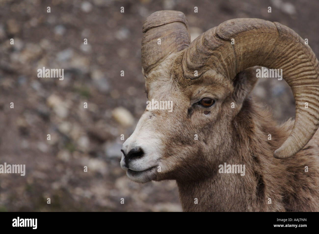 Portrait de la faune : Mountain Sheep/BigHorn Banque D'Images