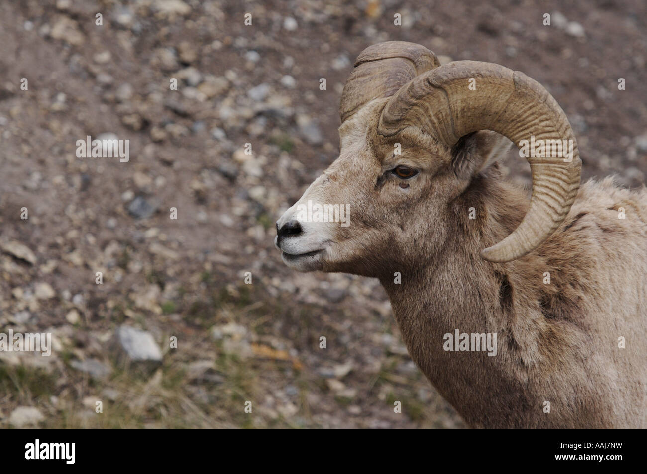 Portrait de la faune : Mountain Sheep/BigHorn Banque D'Images