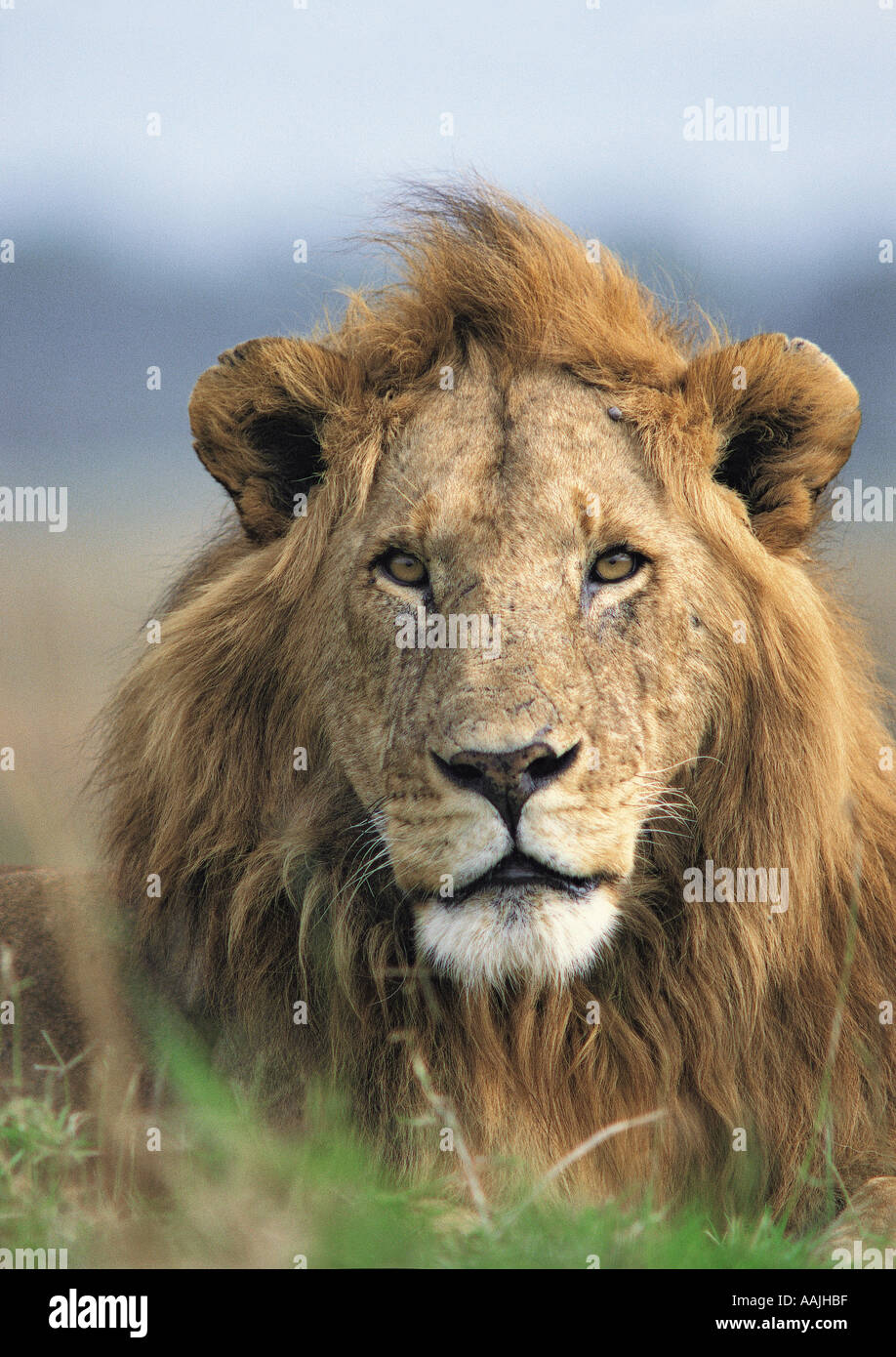 Portrait de lion mâle alerte assis sur termitière Banque D'Images