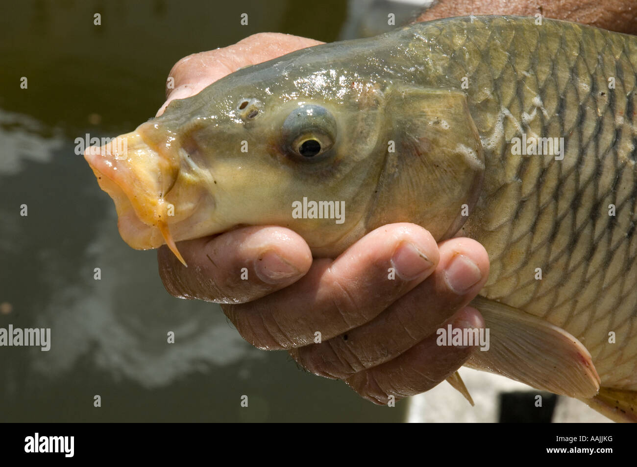 Man holding carpe commune sur une pisciculture, close-up Photo Stock - Alamy