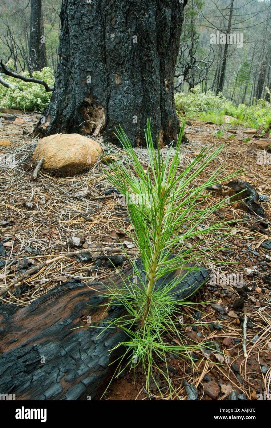 USA, montagnes Siskiyou, KALMIOPSIS WILDERNESS, les jeunes semis de pin en 2002 Biscuit Fire recovery, Rough & Ready Creek Banque D'Images