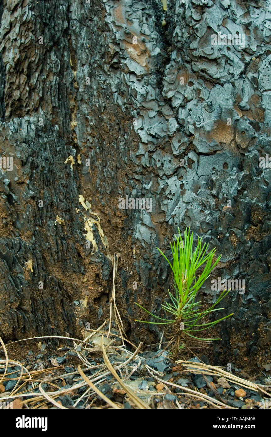 USA, montagnes Siskiyou, KALMIOPSIS WILDERNESS, les jeunes semis de pin en 2002 Biscuit Fire recovery, Rough & Ready Creek Banque D'Images