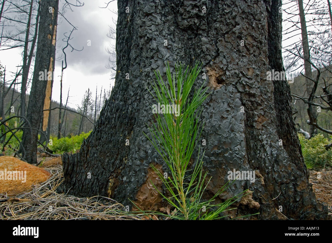USA, montagnes Siskiyou, KALMIOPSIS WILDERNESS, les jeunes semis de pin en 2002 Biscuit Fire recovery, rugueux et prêt Creek Banque D'Images