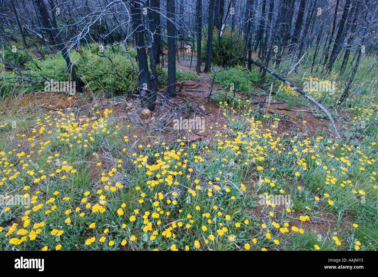 USA, Wildlflowers au salon de 2002, la zone d'incendie, biscuit facile et Creek, montagnes Siskiyou Banque D'Images