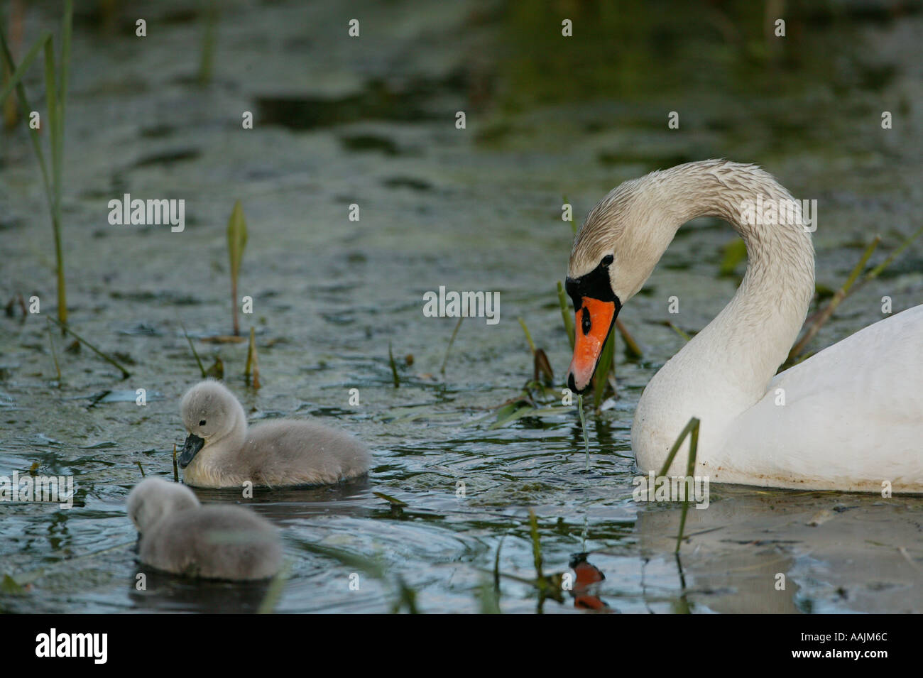 La famille cygne muet, Cygnus olor, dans le lac Vansjø en Østfold, Norvège. Vansjø est une partie de l'eau appelé système Morsavassdraget. Banque D'Images