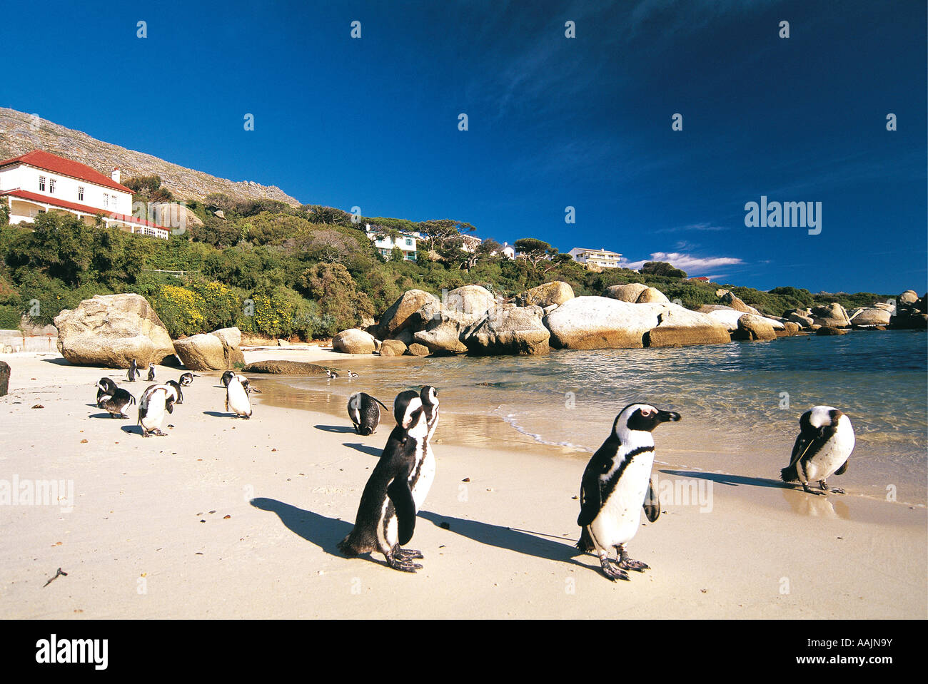 Putois pingouins Jackass au Rochers Simons Town Western Cape Afrique du Sud Banque D'Images