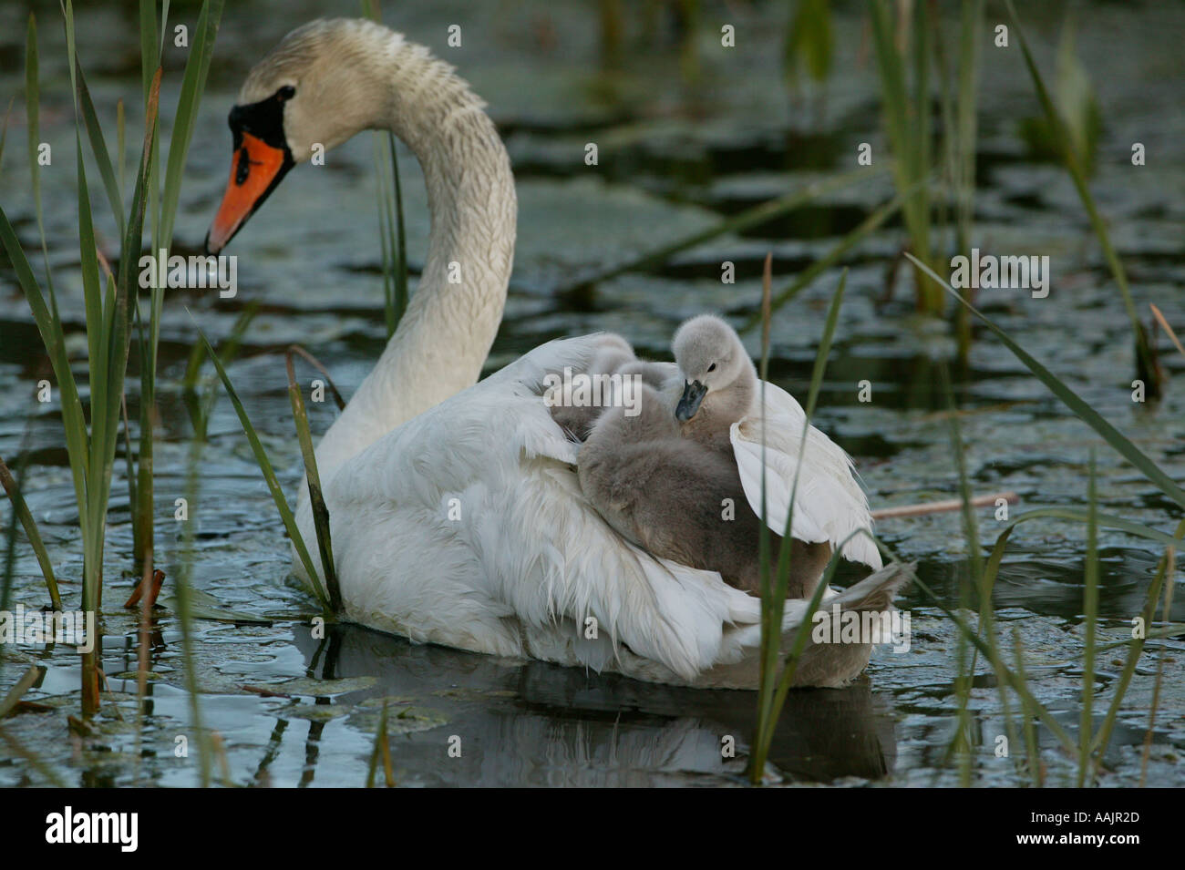 La famille cygne muet, Cygnus olor, dans le lac Vansjø Våler, kommune, Østfold fylke, la Norvège. Vansjø est une partie de l'eau appelé système Morsavassdraget. Banque D'Images