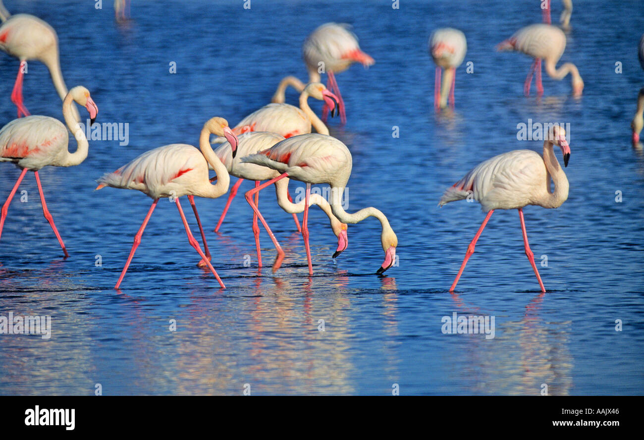 Les flamants se nourrir dans les eaux peu profondes près de la rive Sud de Walvis Bay en Namibie Afrique du Sud Banque D'Images