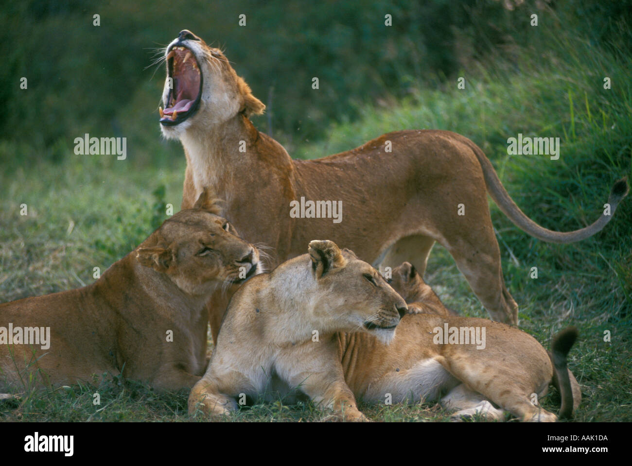 Les lions (Panthera leo) Réserve de Masai Mara au Kenya Banque D'Images