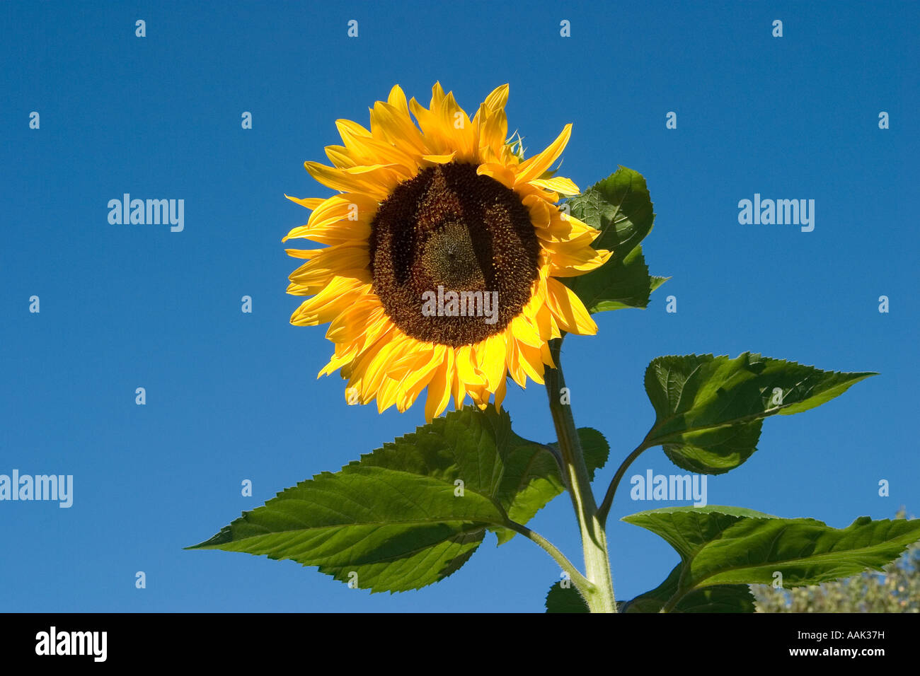 Sunflower against blue sky Banque D'Images