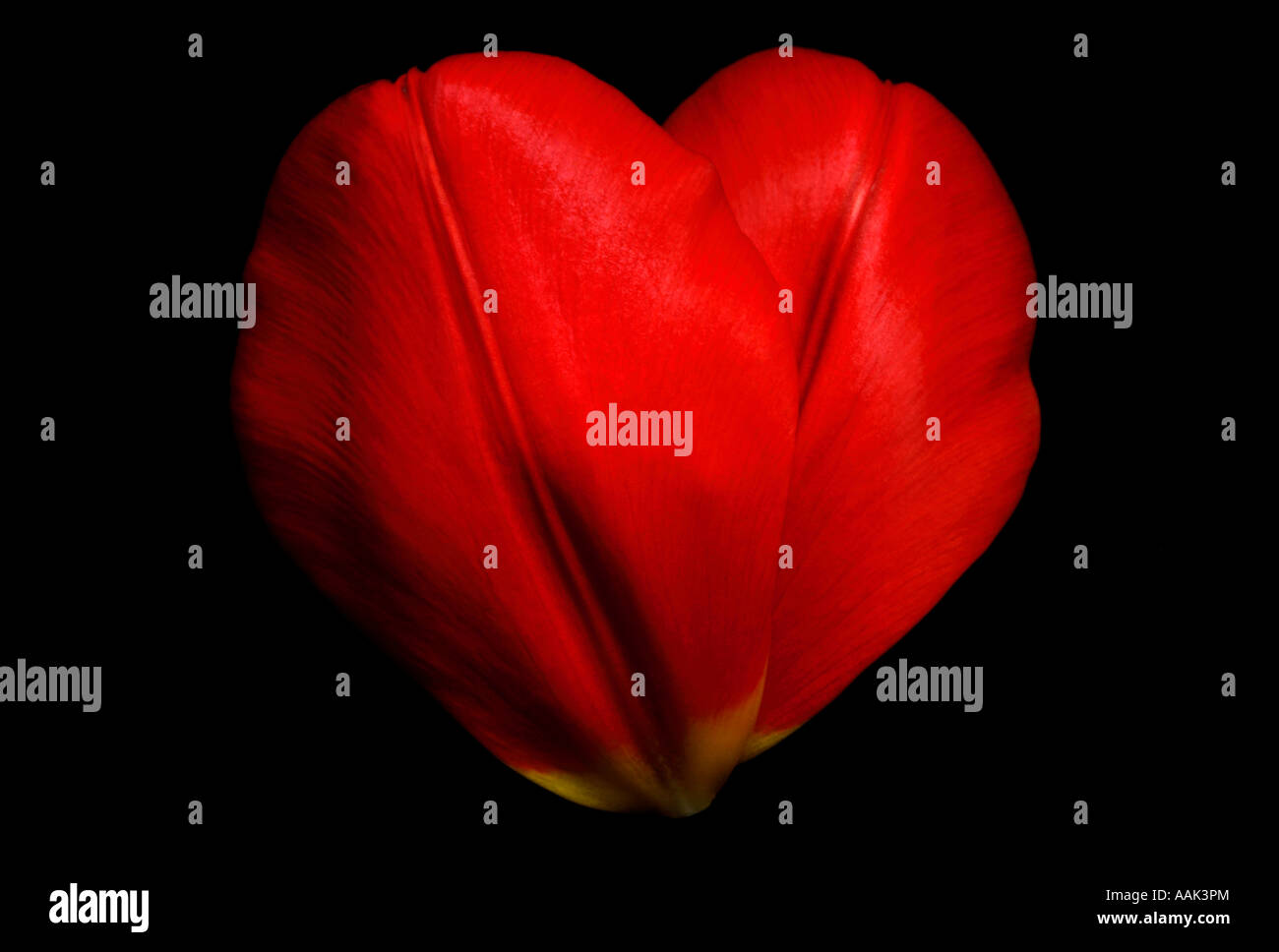 Pétales de tulipe rouge en forme de cœur Banque D'Images