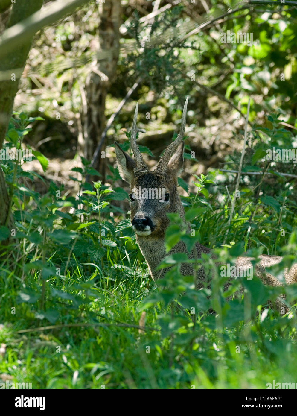 Buck Chevreuil (Capreolus capreolus), Banque D'Images