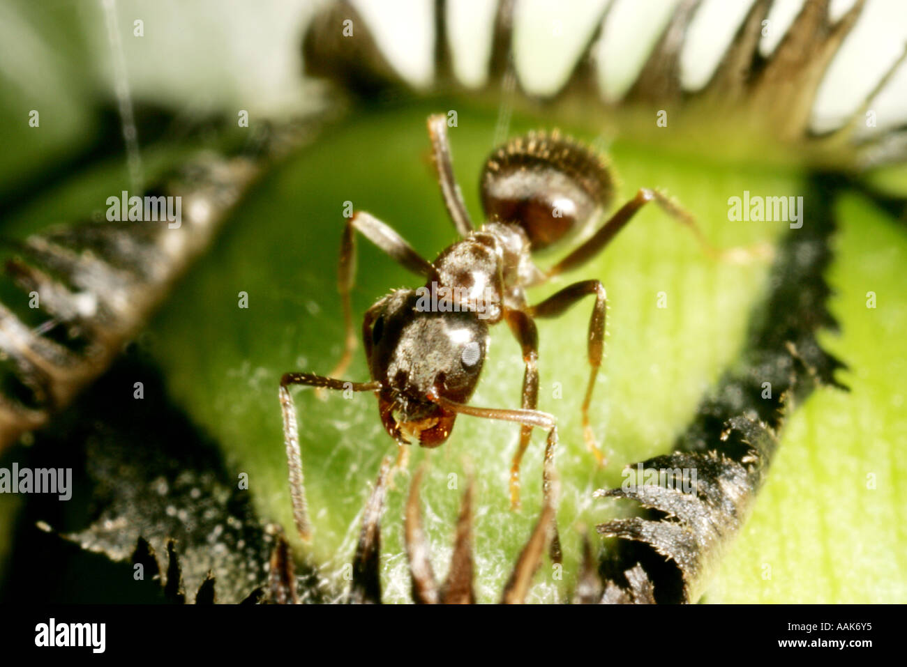 5x macro shot of black ant sur le bleuet d'un bourgeon fermé Banque D'Images