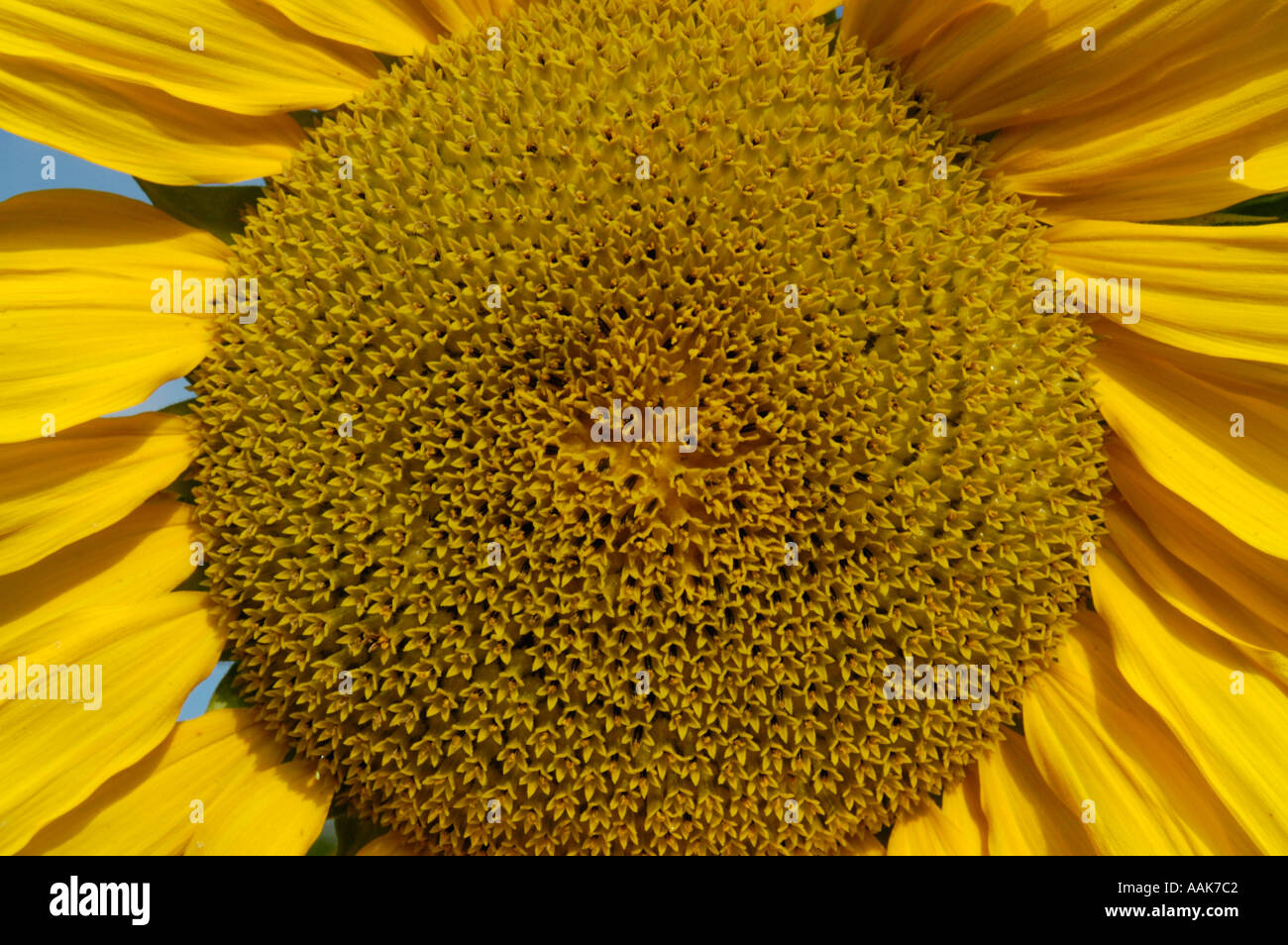 Fleur soleil chaud dans la lumière du matin Banque D'Images