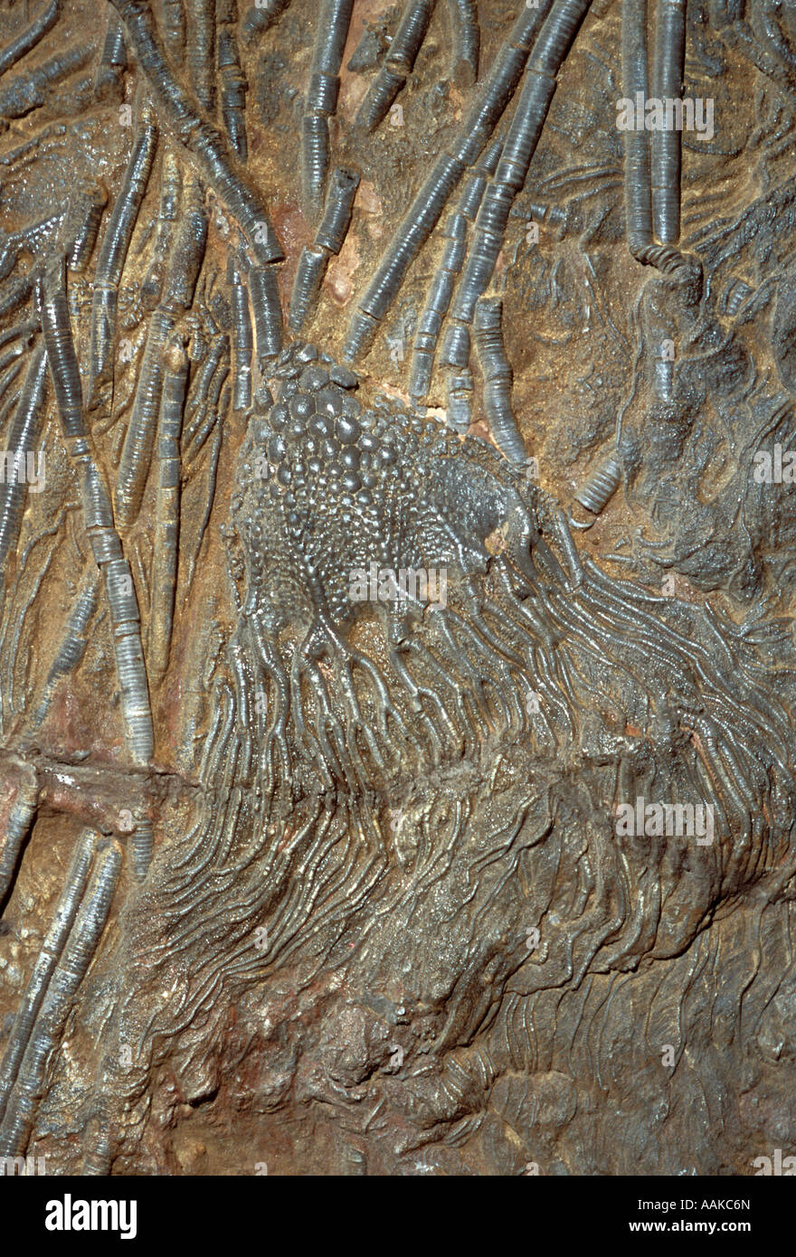 Fossile de crinoïde Banque D'Images