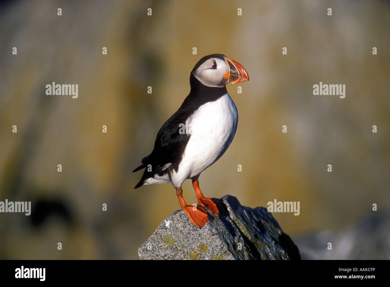 Macareux moine (Fratercula arctica), l'île Machias Seal Island, Canada, et le Maine Banque D'Images