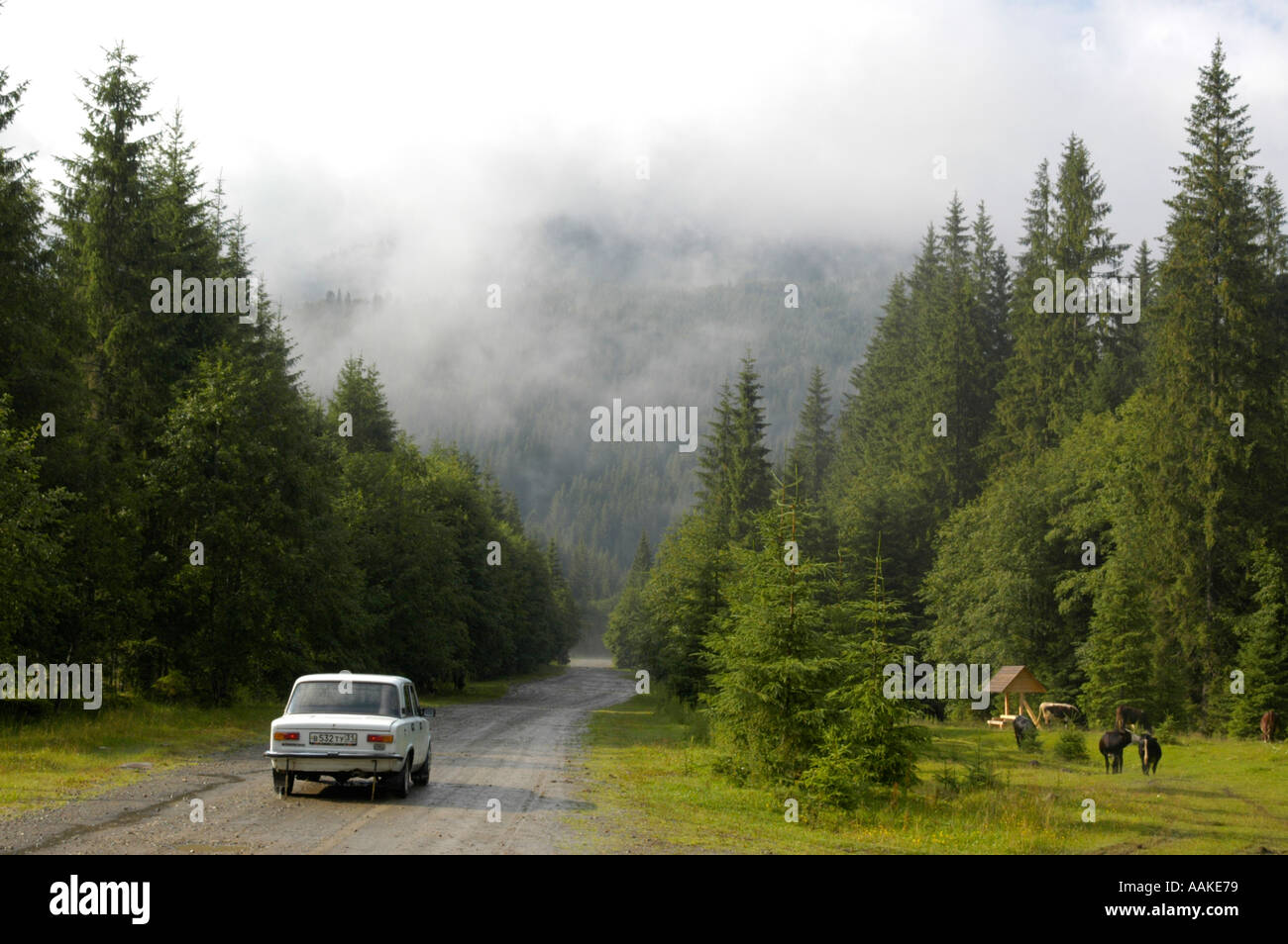 Carpates ukrainiennes près de mountain Goverla Banque D'Images