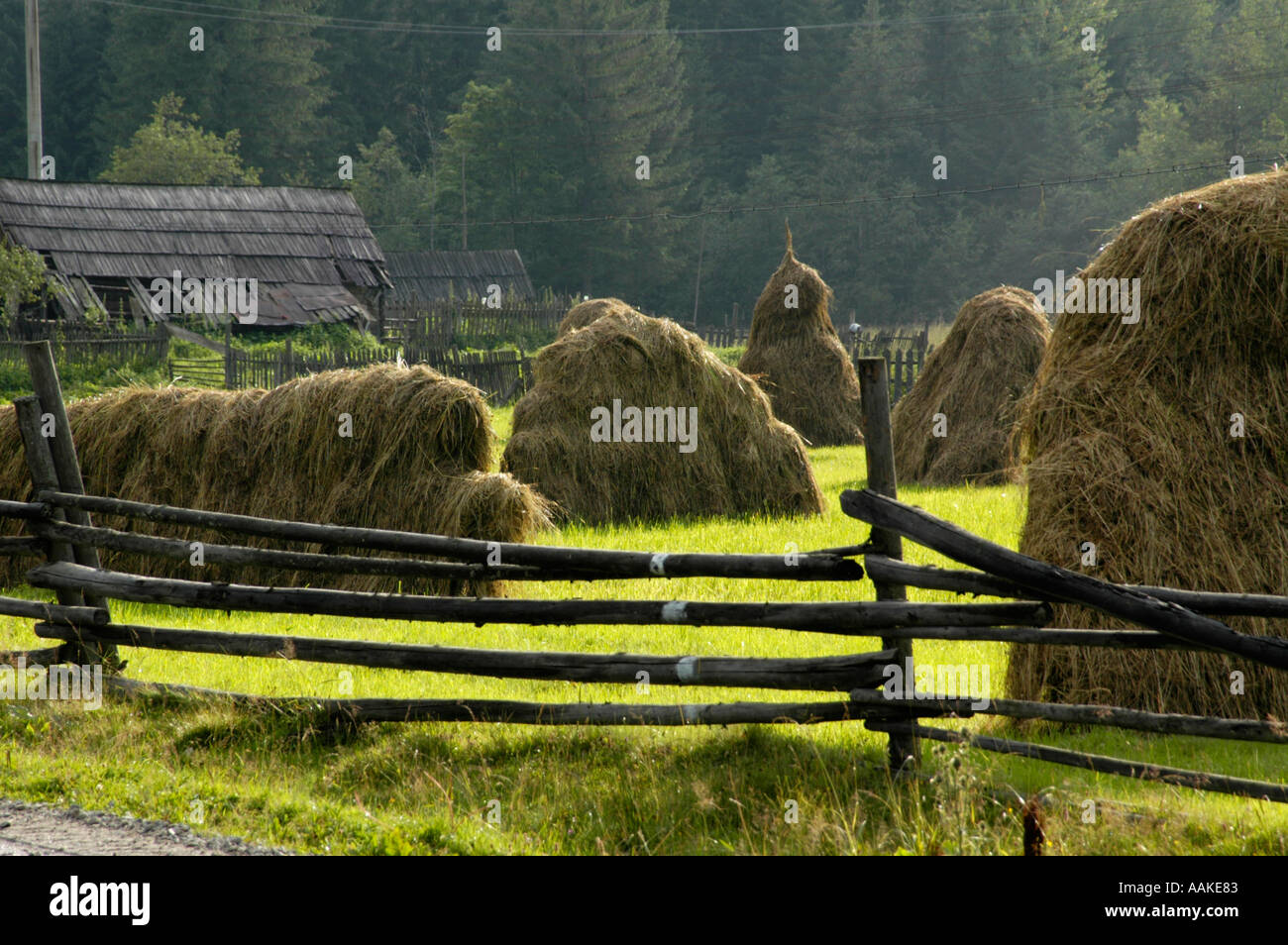 Carpates ukrainiennes près de mountain Goverla Banque D'Images