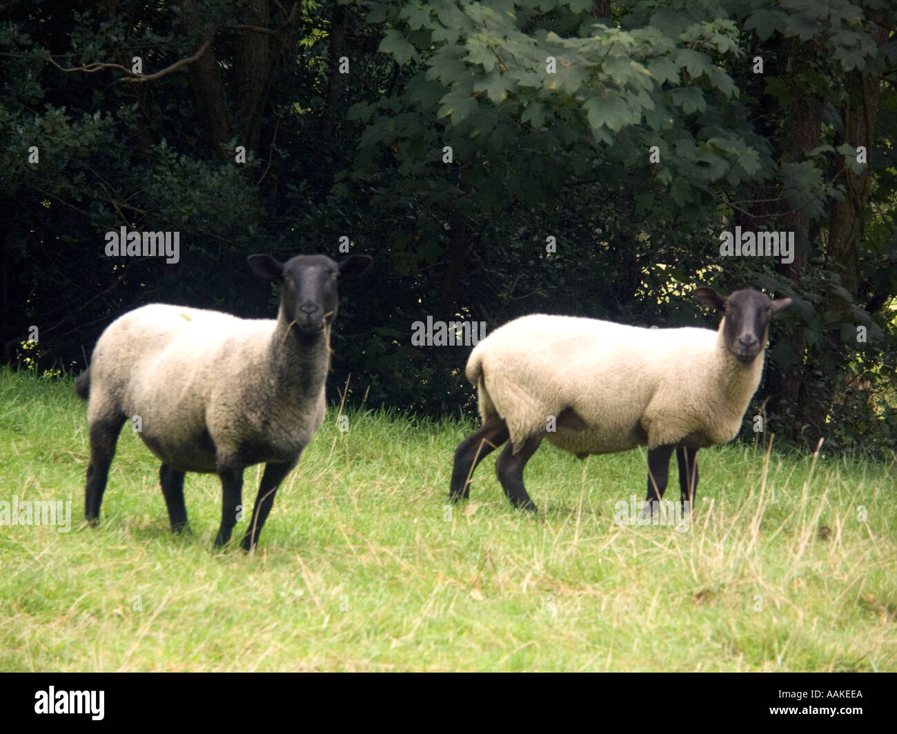 Moutons - scène rurale d'Exmoor - près de South Molton Devon, rural, scène, seule, moutons, champ, terres agricoles, Devon, Angleterre, anglais, uk Banque D'Images