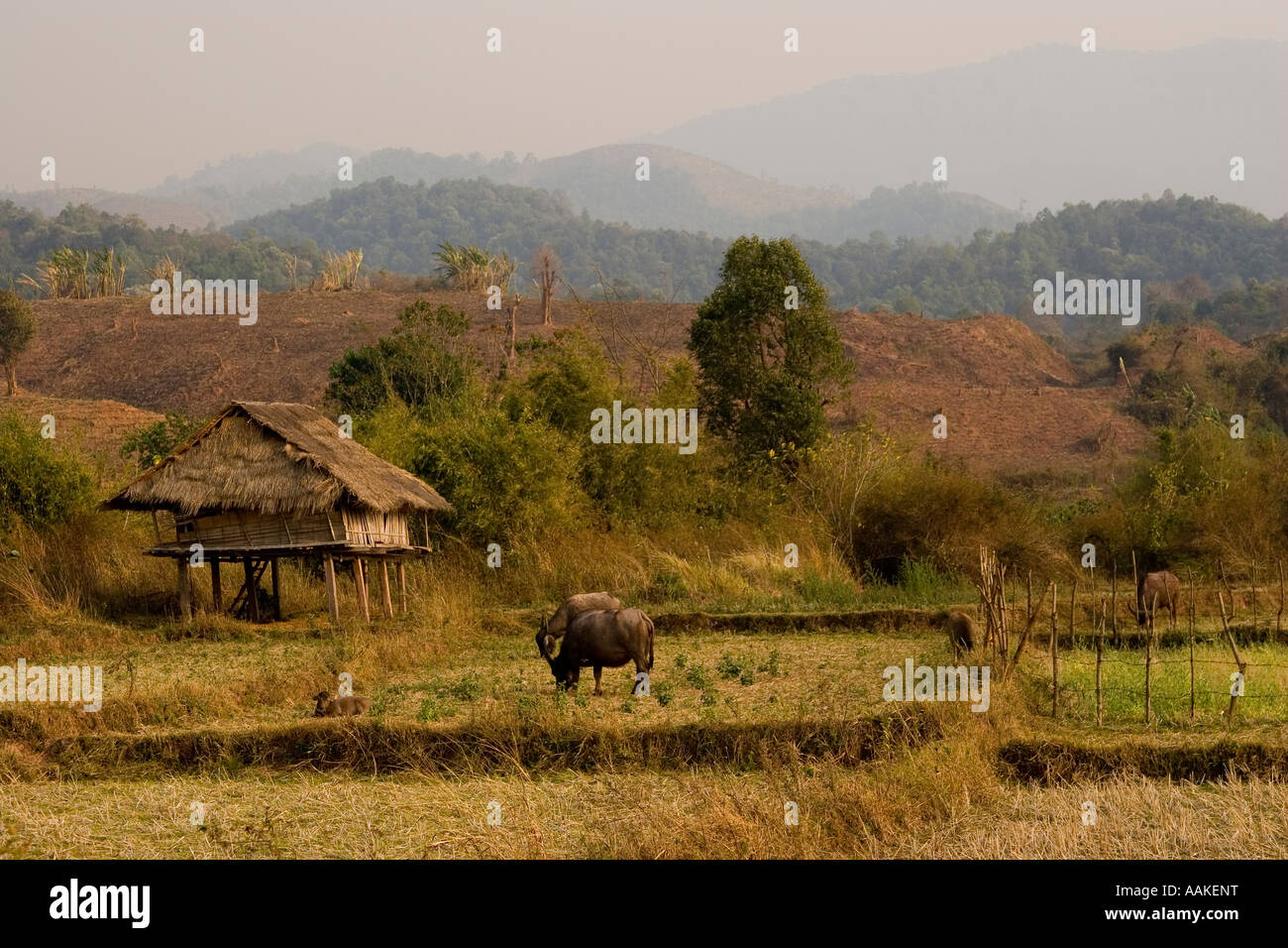 Paysage près de Muang Sing Laos Banque D'Images