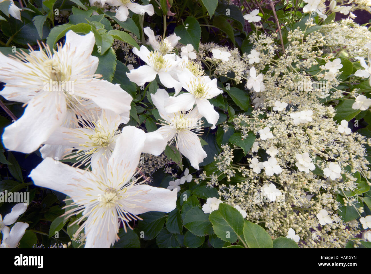 L'Hydrangea anomala petiolaris fleurs et white Clematis montana Banque D'Images