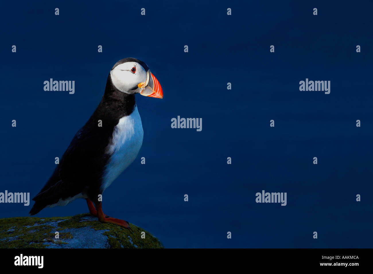 Atlantic Puffin Fratercula arctica Îles Saltee Comté de Wexford République d'Irlande Europe EU Banque D'Images