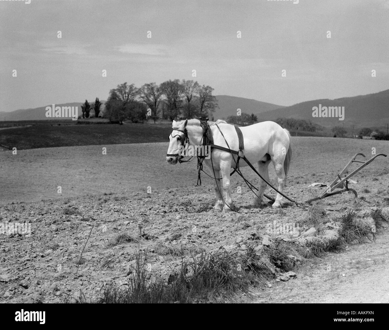 1930 CHEVAL BLANC DANS LE CHAMP MIS À PART LABOURER Banque D'Images
