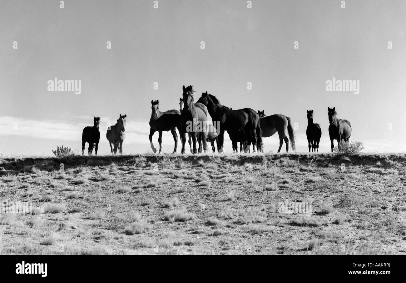 1950 GRAND GROUPE DE CHEVAUX SAUVAGES EN CHAMP LIBRE Banque D'Images