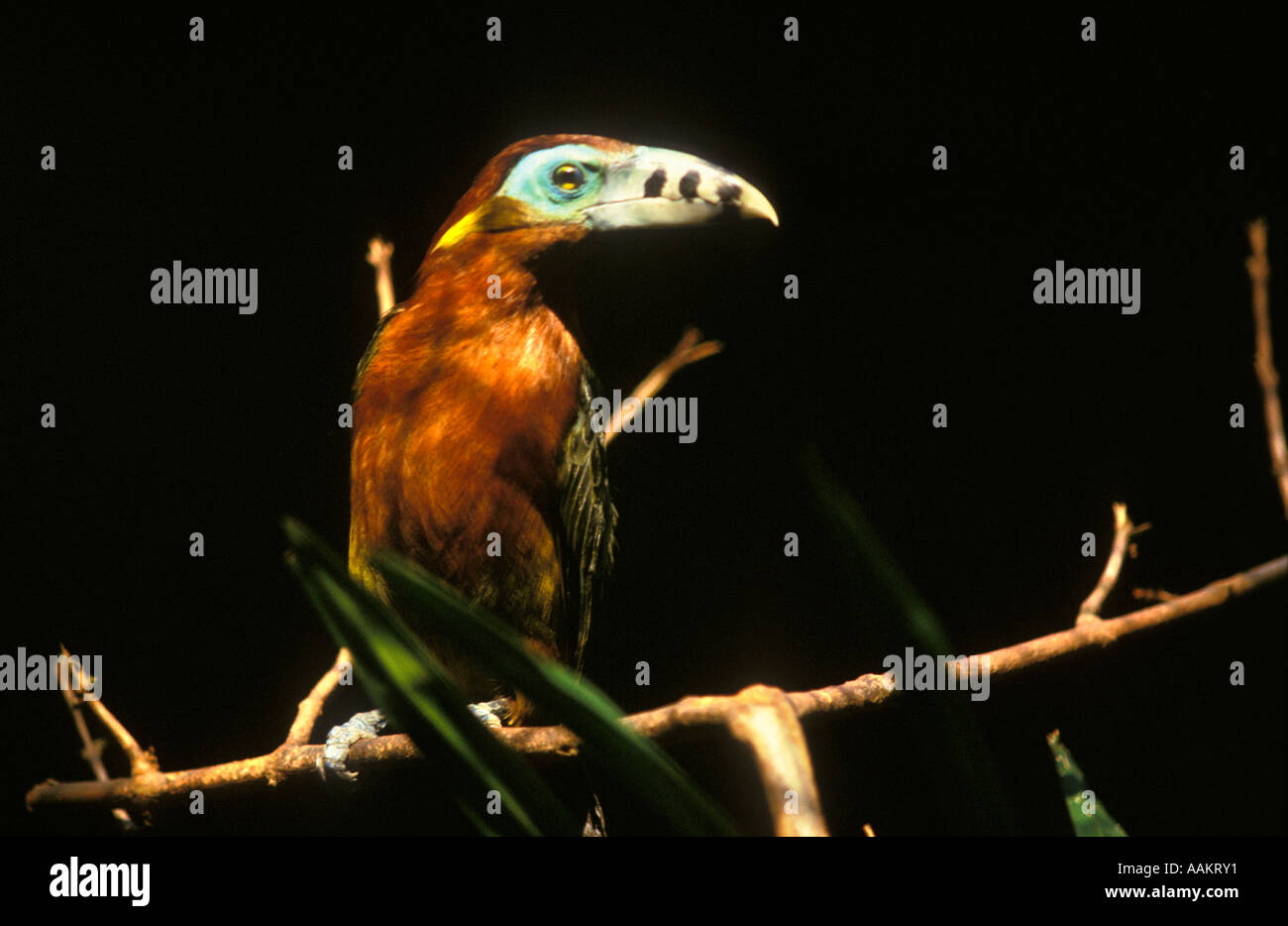 Toucanet à bec Spot ( Selenidera Selenidera maculirostris ou maculinostris ) Araçari poca, oiseau de la faune brésilienne, Brésil Banque D'Images